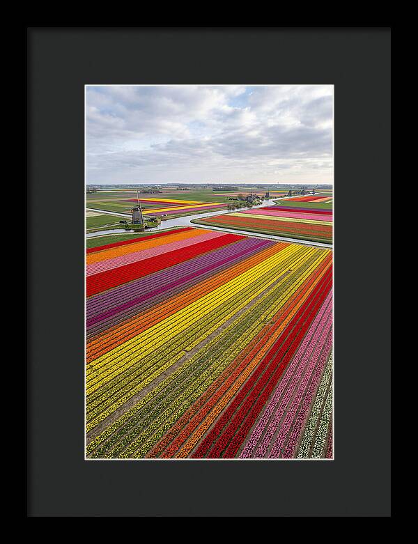 Aerial View Of Tulip Fields