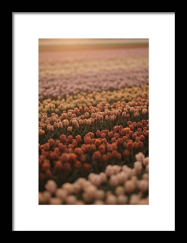Aerial View Of Tulip Fields