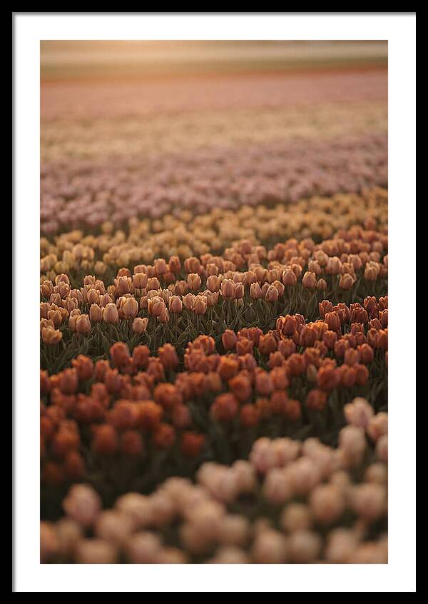 Aerial View Of Tulip Fields