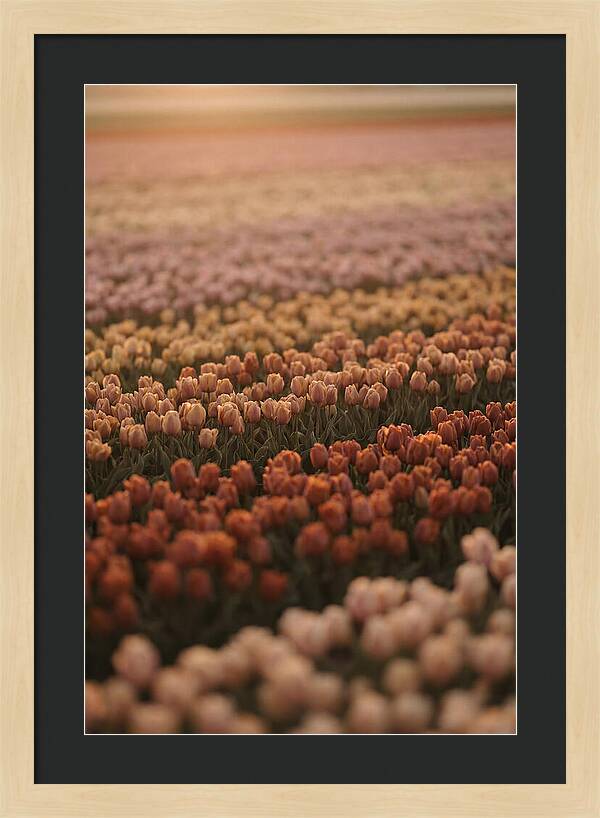Aerial View Of Tulip Fields