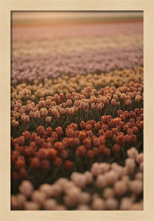 Aerial View Of Tulip Fields