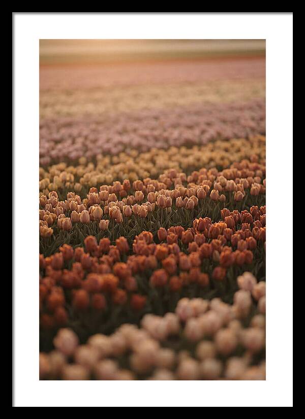 Aerial View Of Tulip Fields