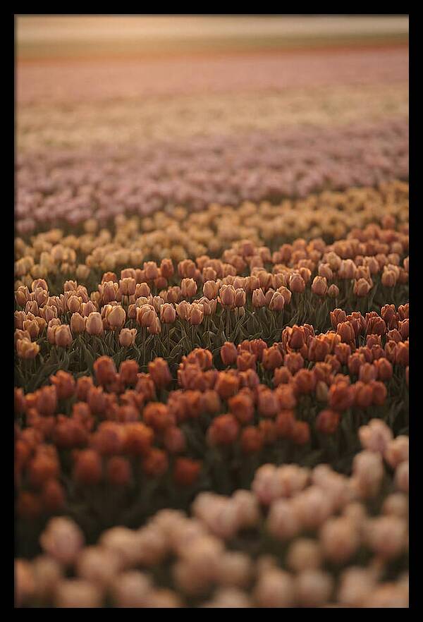 Aerial View Of Tulip Fields