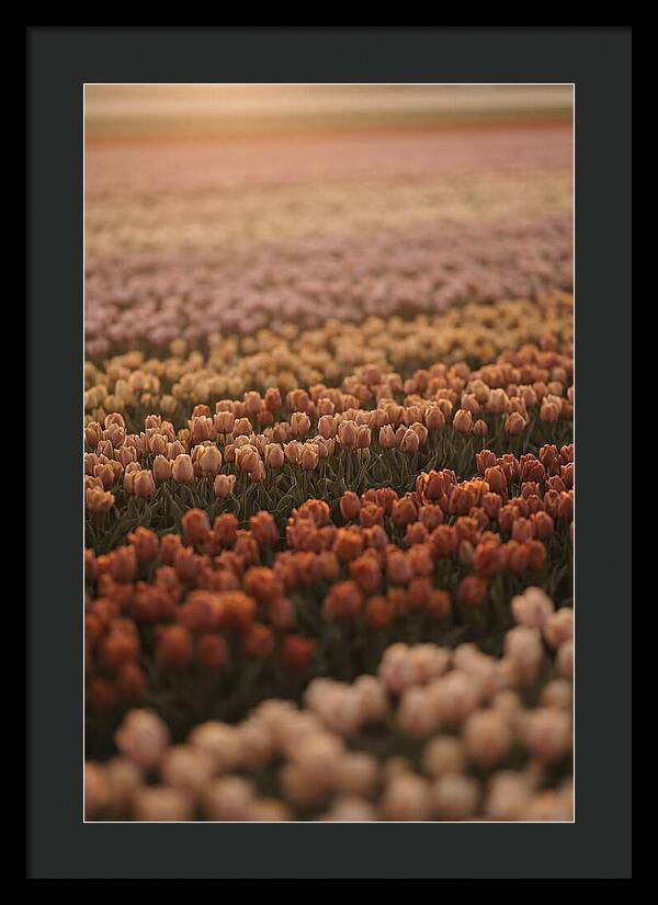 Aerial View Of Tulip Fields