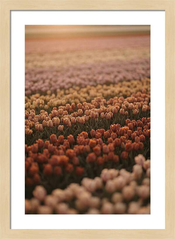 Aerial View Of Tulip Fields