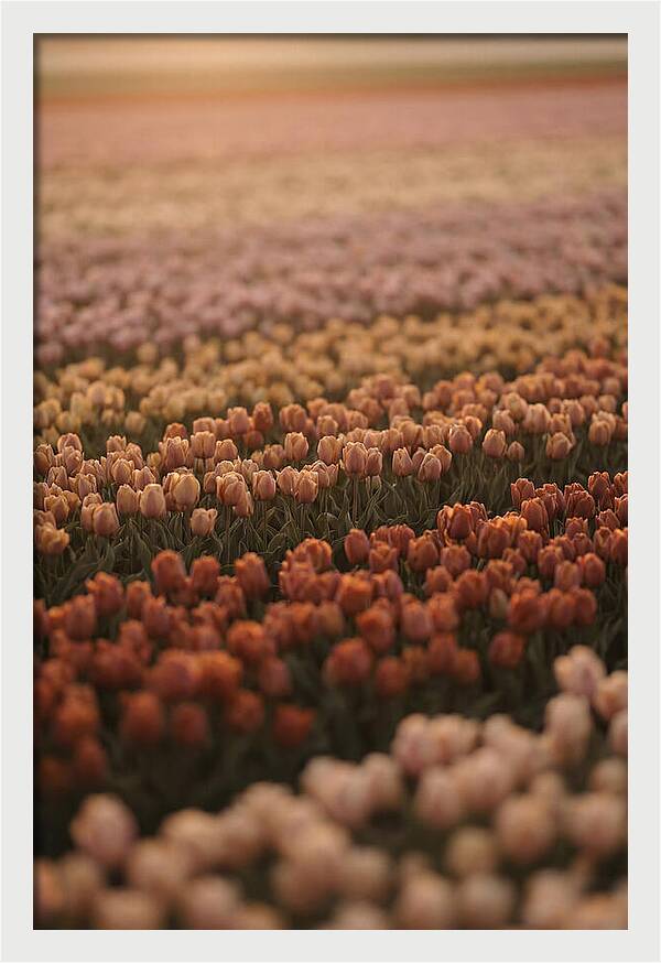 Aerial View Of Tulip Fields