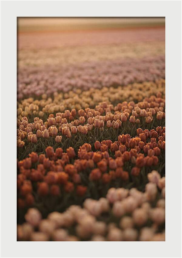 Aerial View Of Tulip Fields
