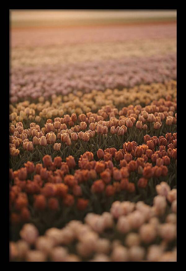 Aerial View Of Tulip Fields