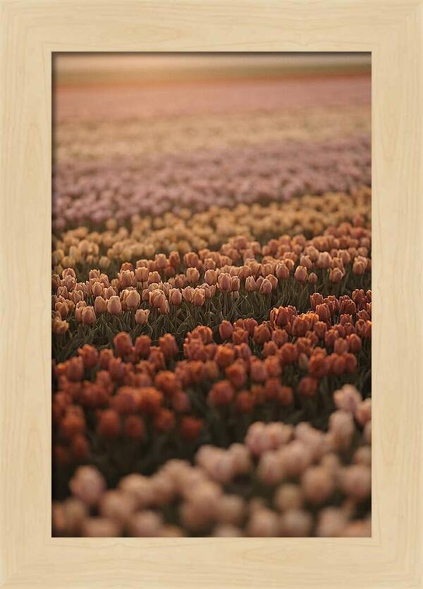 Aerial View Of Tulip Fields