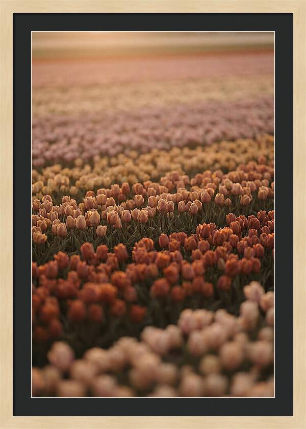 Aerial View Of Tulip Fields