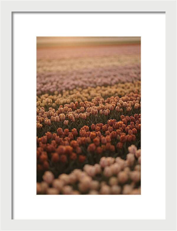 Aerial View Of Tulip Fields