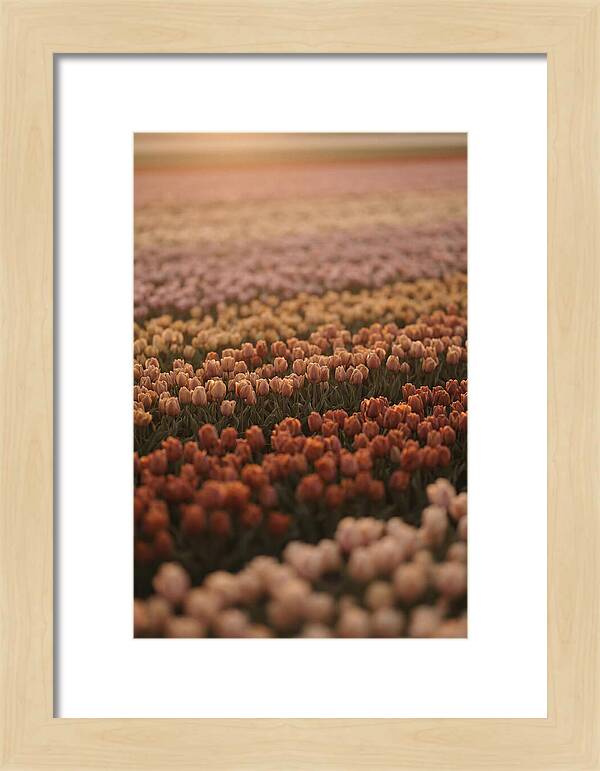 Aerial View Of Tulip Fields