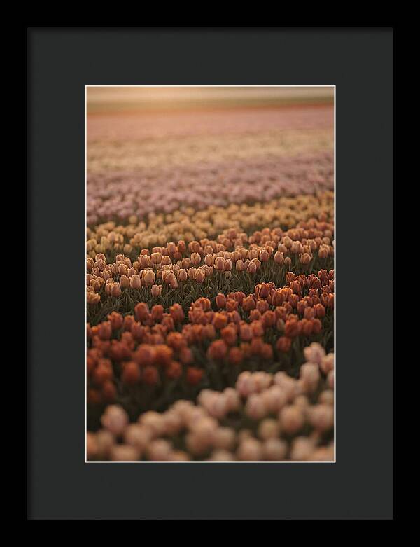 Aerial View Of Tulip Fields