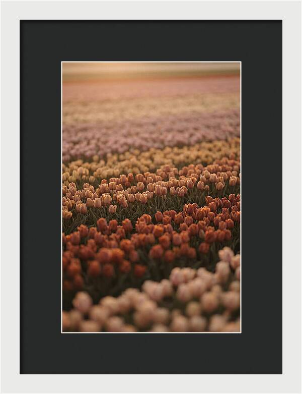 Aerial View Of Tulip Fields