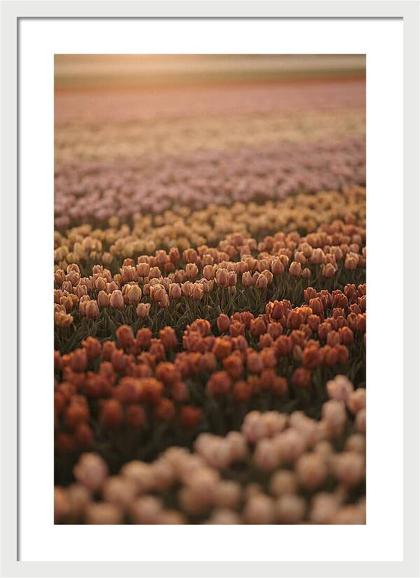 Aerial View Of Tulip Fields