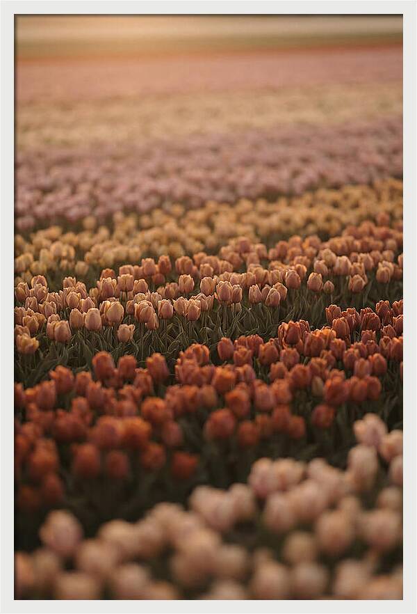 Aerial View Of Tulip Fields