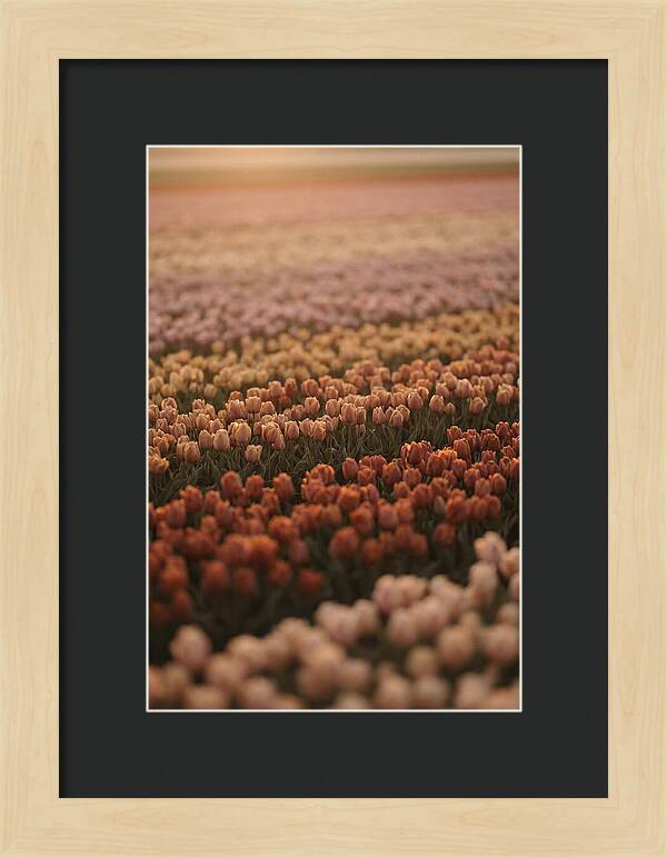 Aerial View Of Tulip Fields