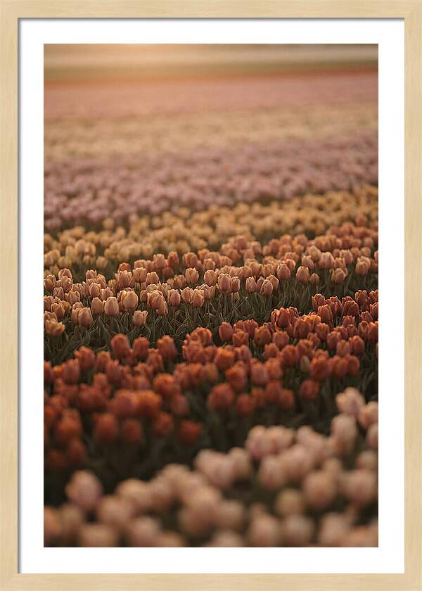 Aerial View Of Tulip Fields