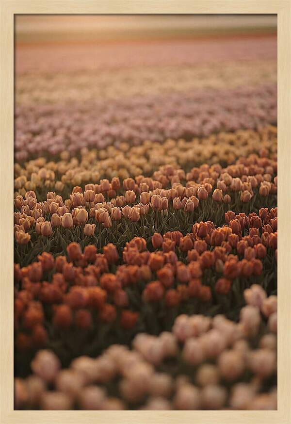 Aerial View Of Tulip Fields