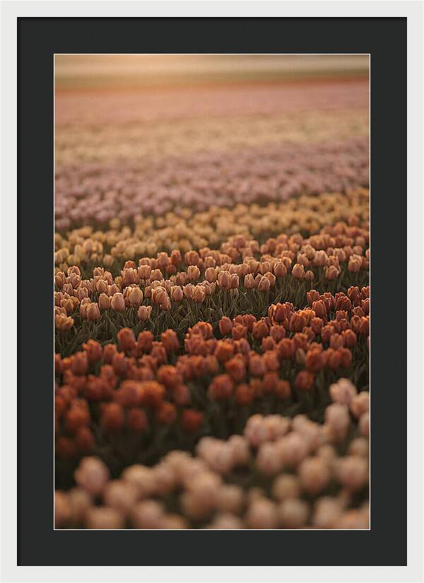 Aerial View Of Tulip Fields