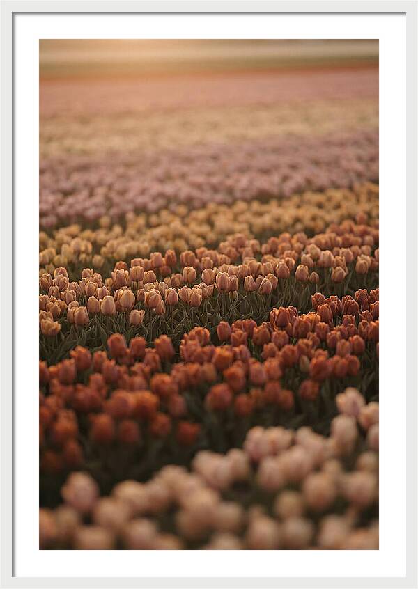 Aerial View Of Tulip Fields