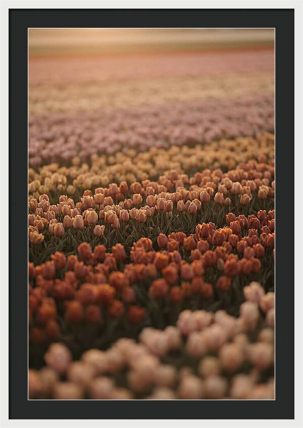 Aerial View Of Tulip Fields