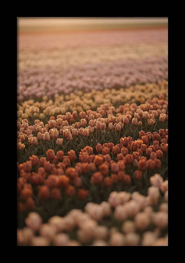 Aerial View Of Tulip Fields