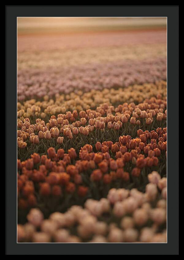 Aerial View Of Tulip Fields