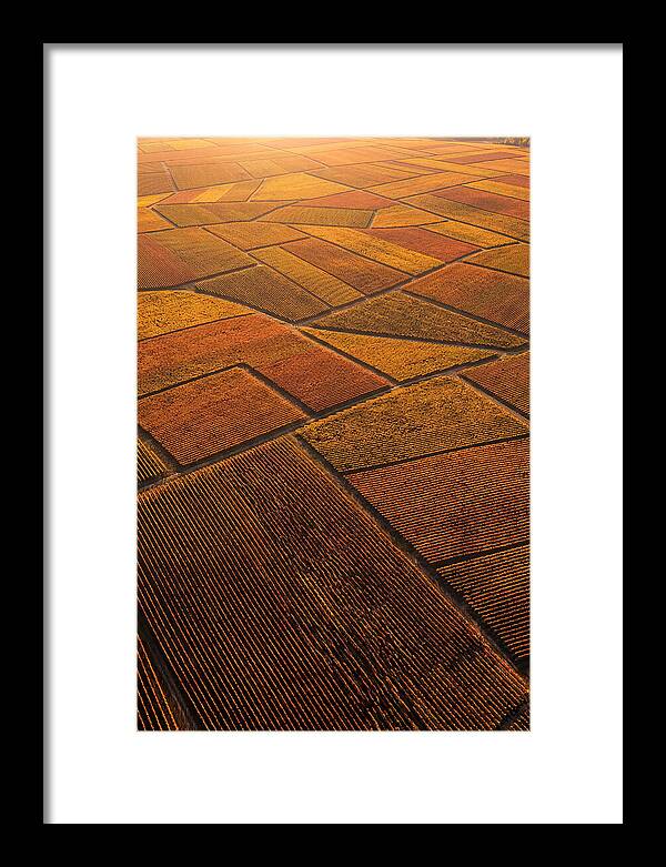 Aerial View Of Vineyard Rows