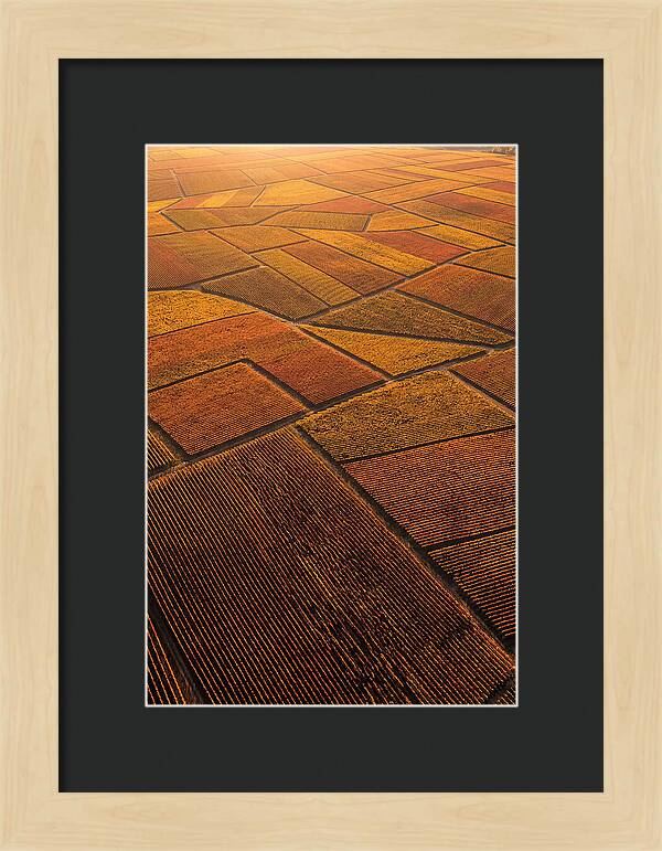 Aerial View Of Vineyard Rows