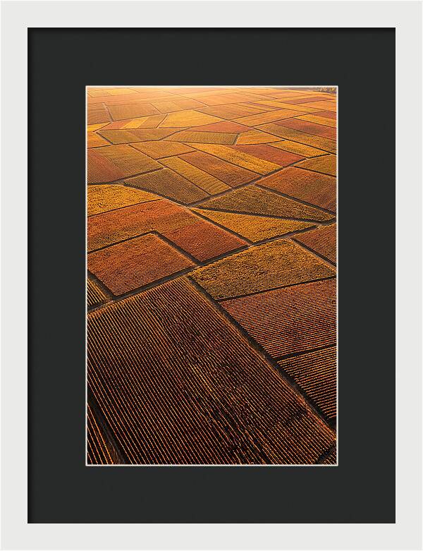 Aerial View Of Vineyard Rows
