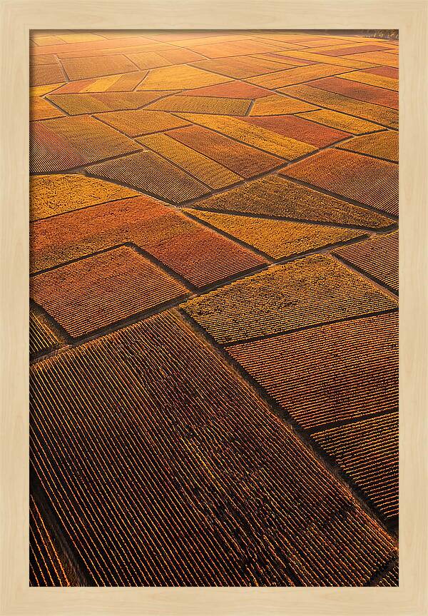 Aerial View Of Vineyard Rows