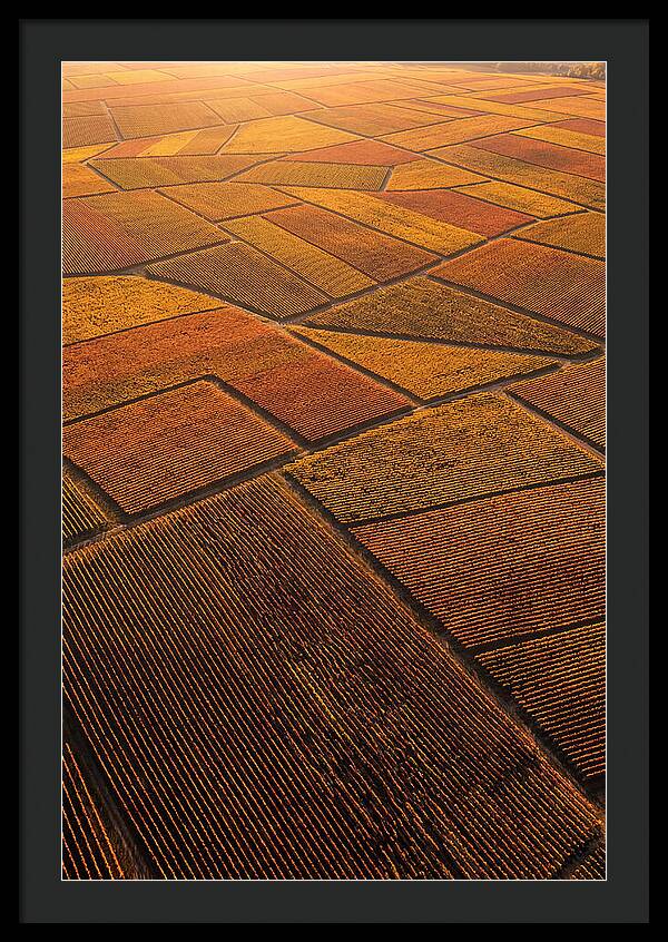 Aerial View Of Vineyard Rows