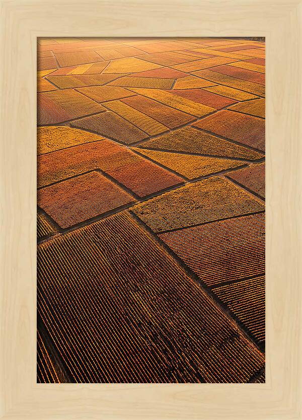 Aerial View Of Vineyard Rows