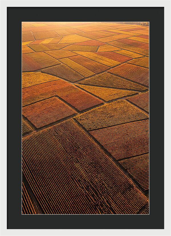 Aerial View Of Vineyard Rows