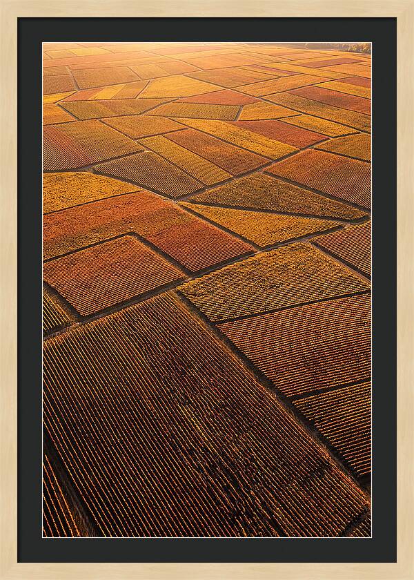 Aerial View Of Vineyard Rows