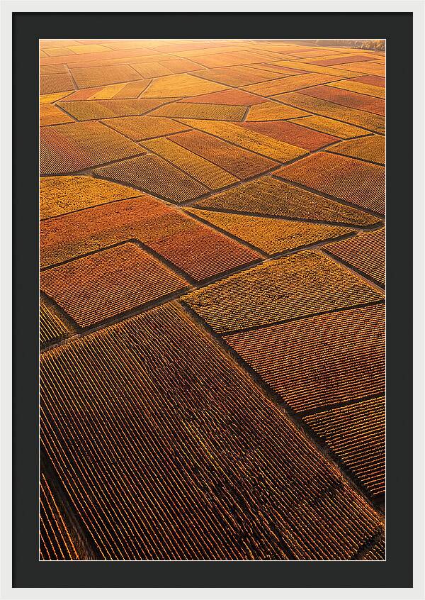 Aerial View Of Vineyard Rows
