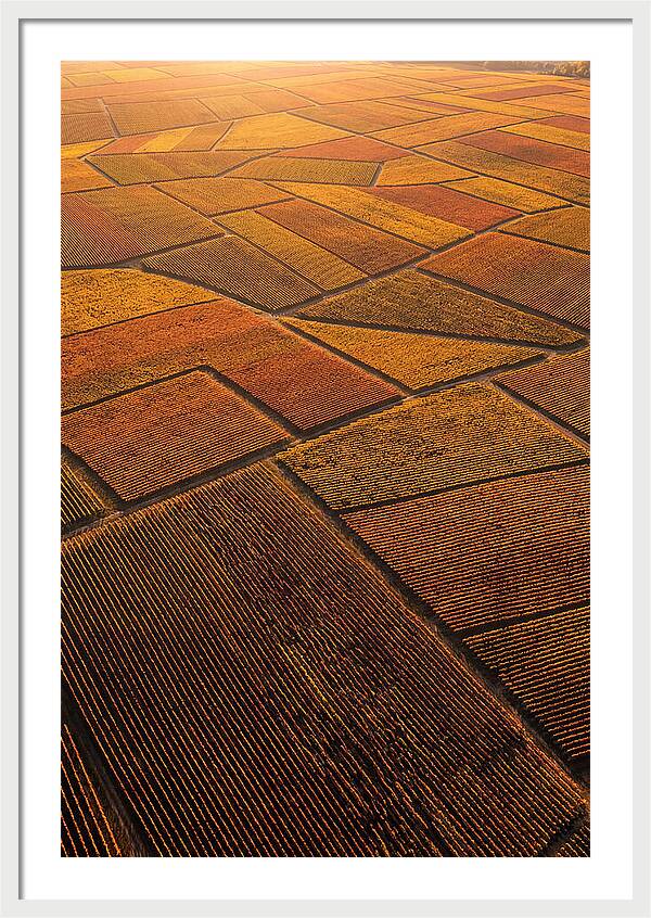 Aerial View Of Vineyard Rows