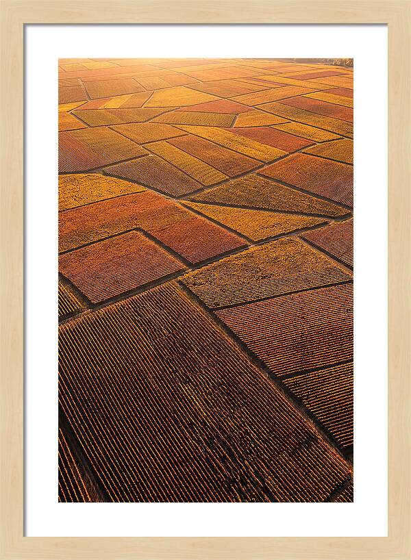 Aerial View Of Vineyard Rows