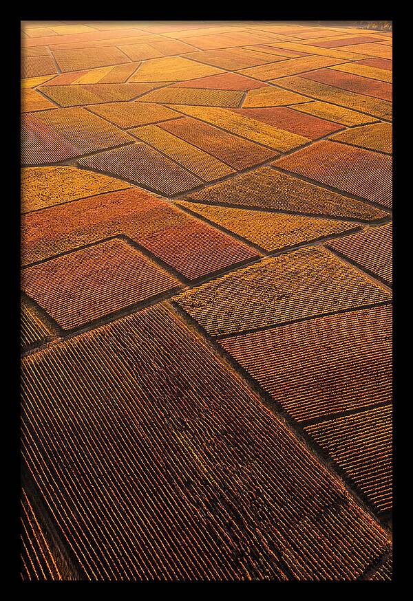 Aerial View Of Vineyard Rows