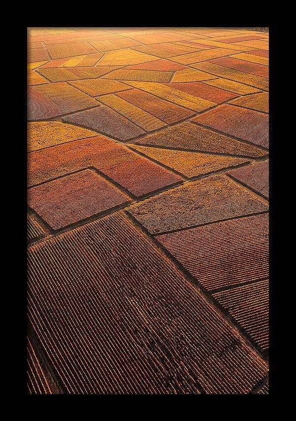 Aerial View Of Vineyard Rows