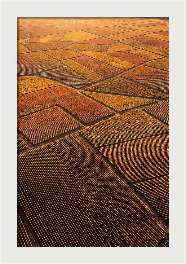 Aerial View Of Vineyard Rows