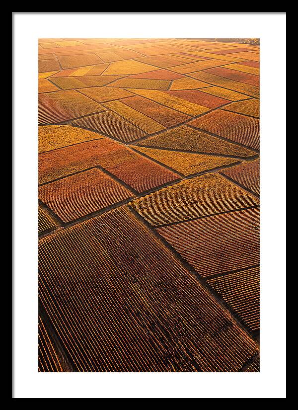 Aerial View Of Vineyard Rows