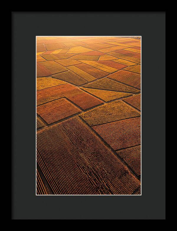 Aerial View Of Vineyard Rows