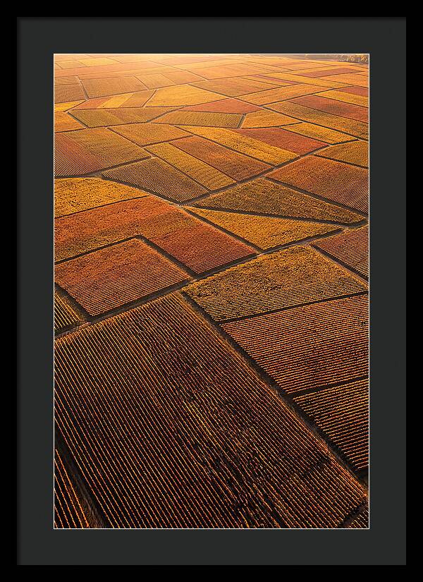 Aerial View Of Vineyard Rows