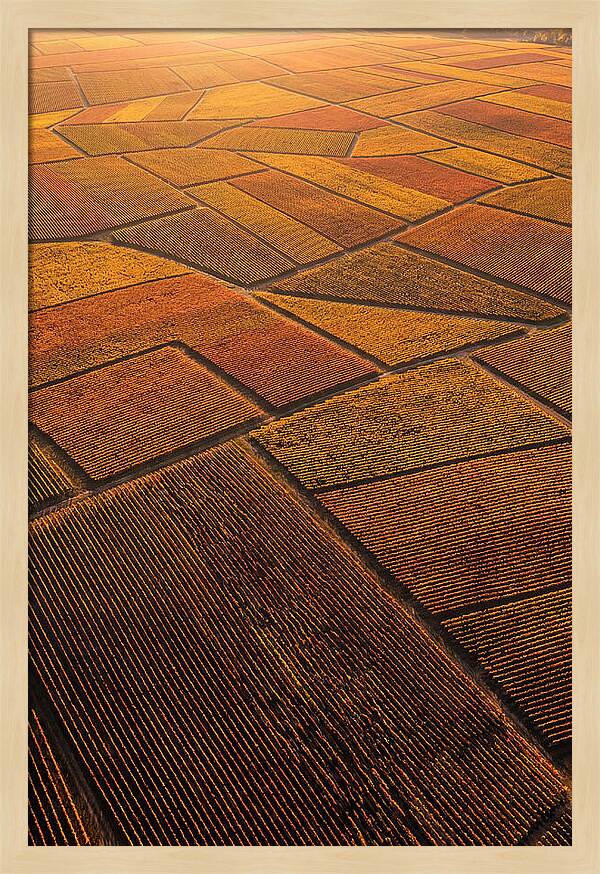Aerial View Of Vineyard Rows