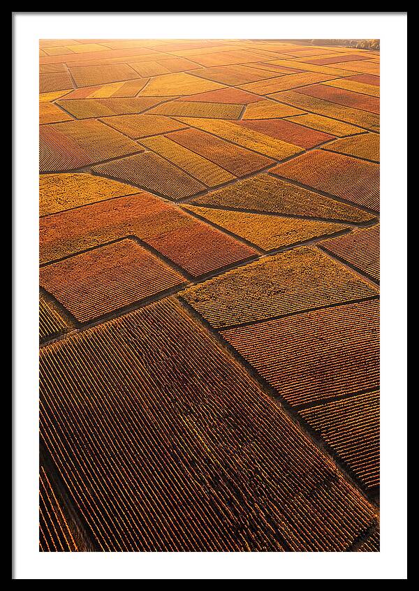 Aerial View Of Vineyard Rows