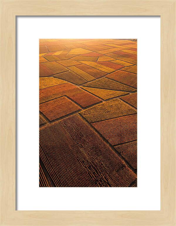 Aerial View Of Vineyard Rows