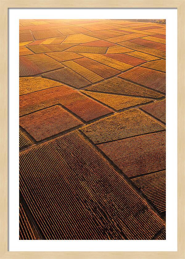 Aerial View Of Vineyard Rows