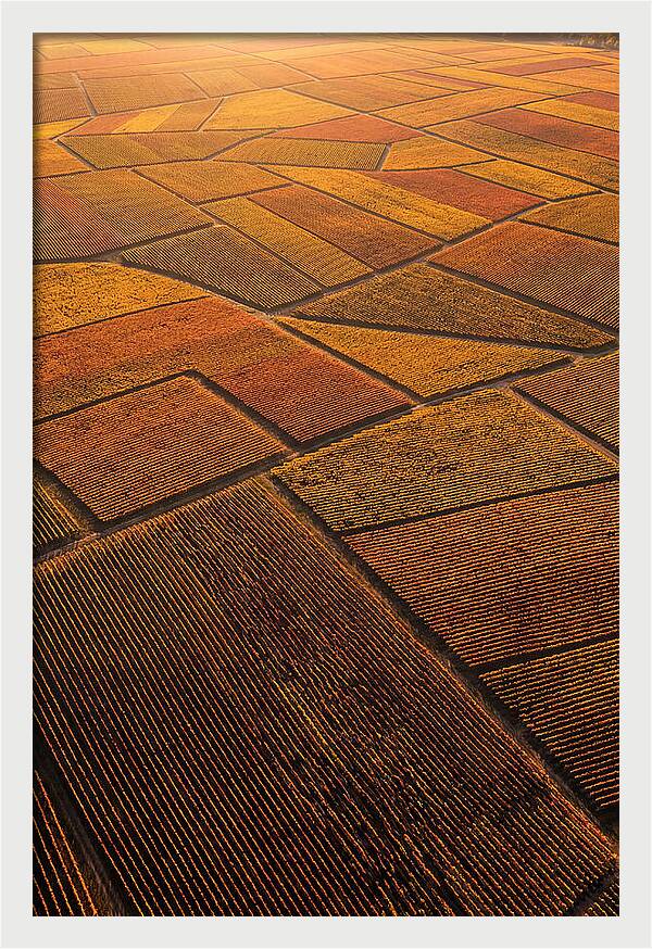 Aerial View Of Vineyard Rows
